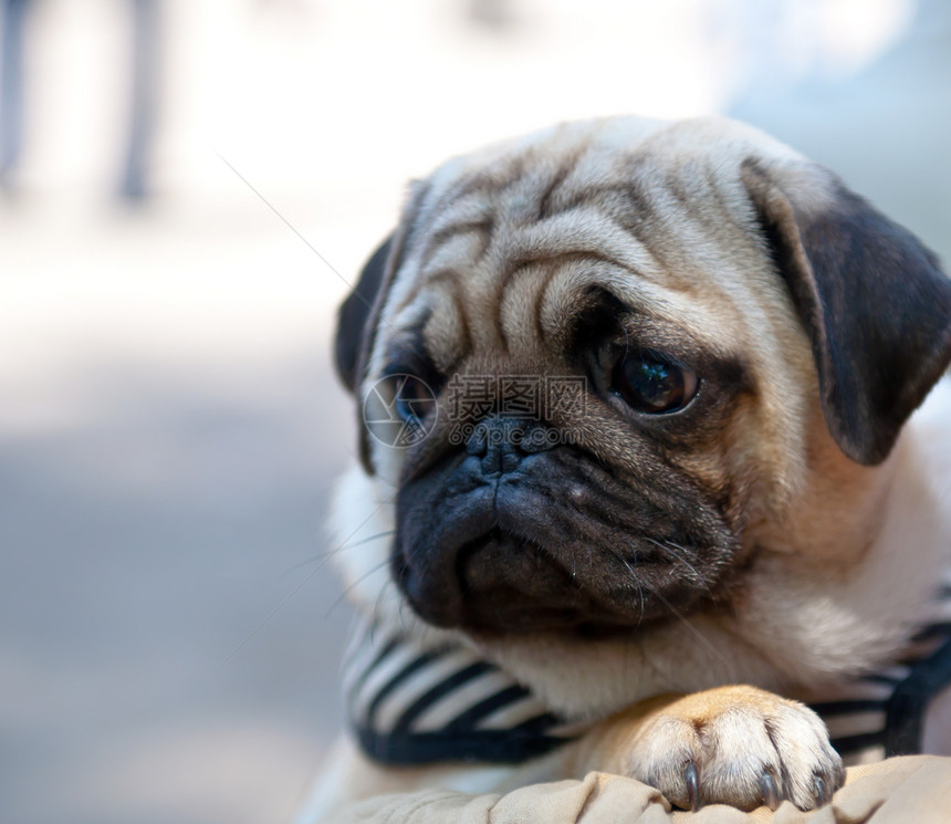 哈巴狗犬类小狗哈巴狗毛皮哺乳动物宠物眼睛图片