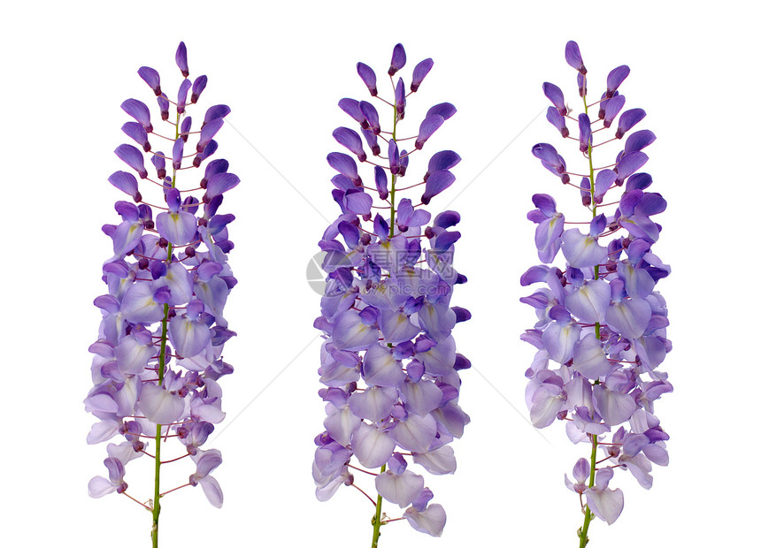 维斯特西雅花花异国情调紫色生长工作室藤蔓蓝色植物白色美丽图片