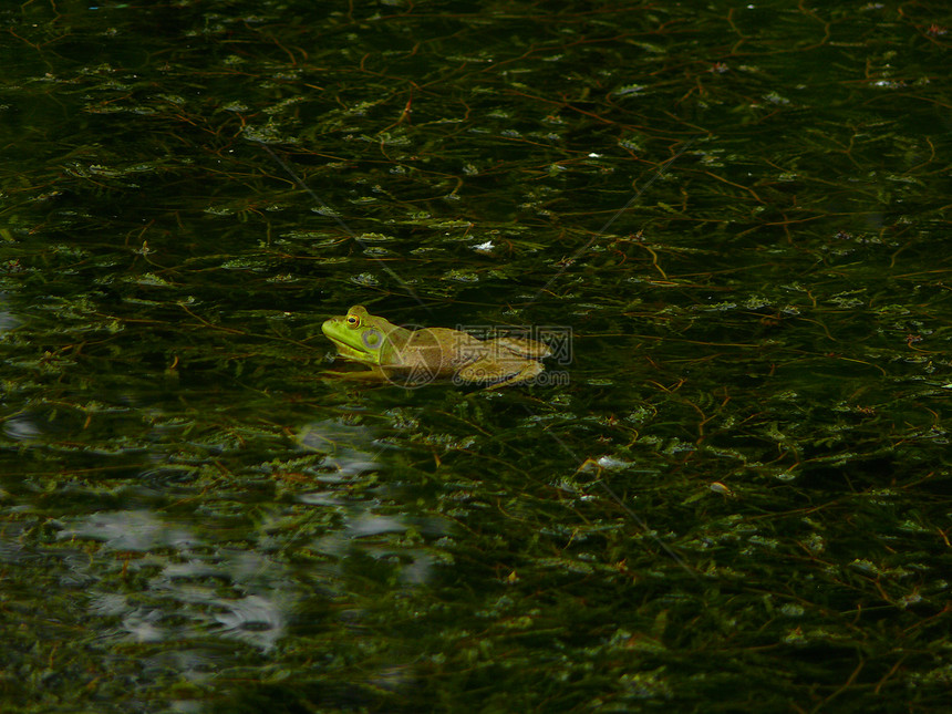 土石蛙池塘生物野生动物植物青蛙动物两栖绿色图片