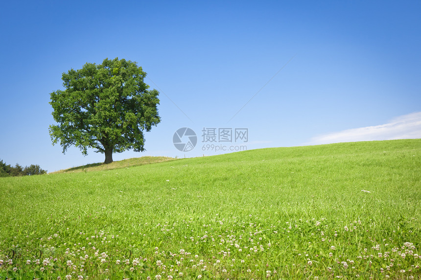 绿树草原牧场生长农村季节叶子天空植物全景天气地平线图片