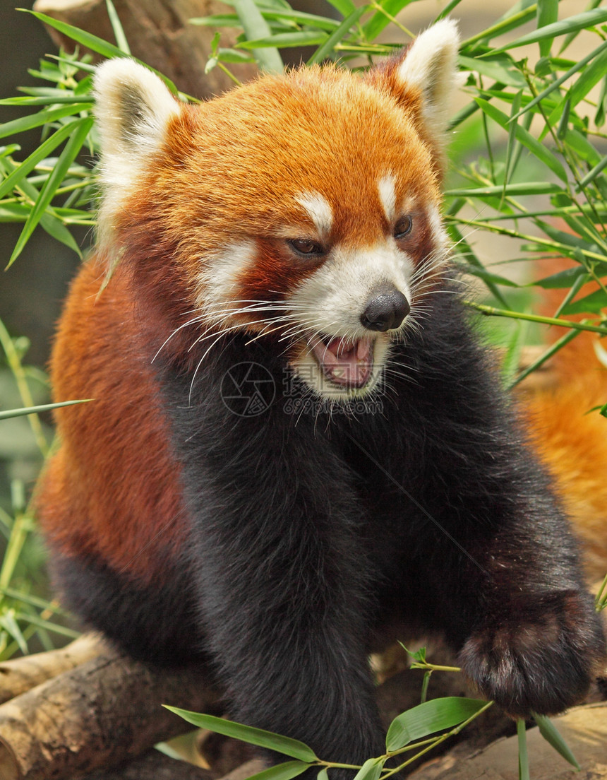 红熊猫动物园竹子狐狸环境毛皮生物热带森林野生动物树干图片