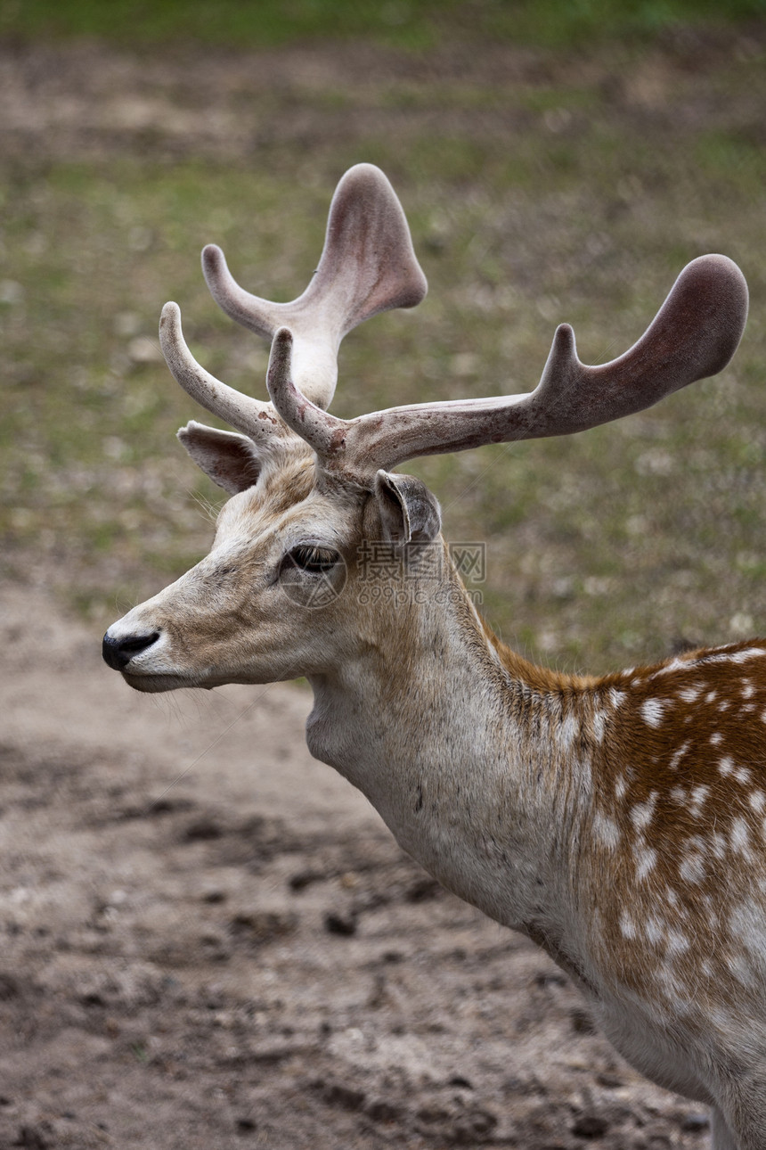 米其甘架子荒野天鹅绒眼睛麋鹿男性鹿角野生动物哺乳动物图片