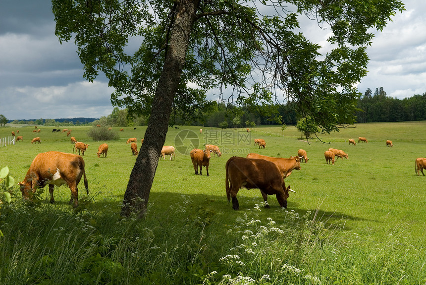 在绿草地上的牛轿车动物农村农场奶牛家畜乡村图片