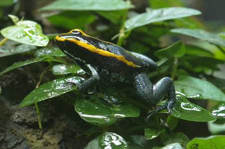 黑色和黄黑有毒青蛙绿色热带森林植物黄色白斑病红色背景图片