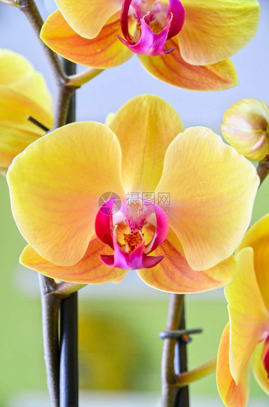 黄色兰花缝合叶子美丽礼物宏观花束展示健康植物花瓣热带图片