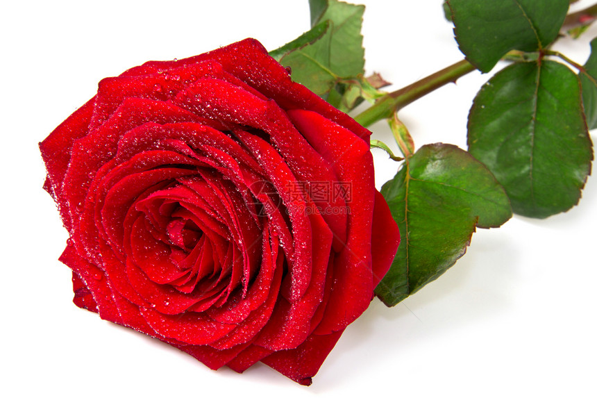 红玫瑰花园季节绿色摄影礼物水平玫瑰白色框架花瓣图片