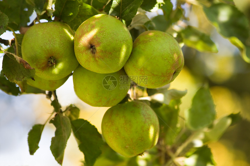 夏天苹果在苹果树上采摘食物圆形农村农业绿色花园收成生长果园叶子图片