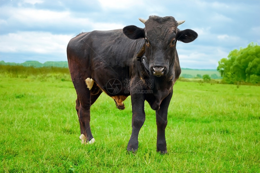公牛站在草地上图片