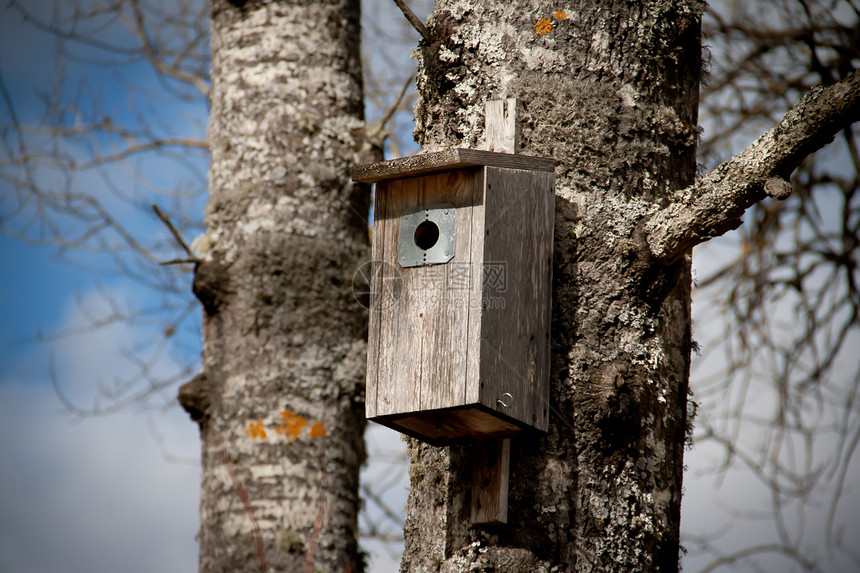 内嵌框树叶盒子季节庇护所荒野房子鸟箱手工天空鸟巢图片