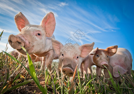 可爱的猪猪可爱猪猪猪肉家畜鼻子哺乳动物动物婴儿农场家庭好奇心谷仓背景