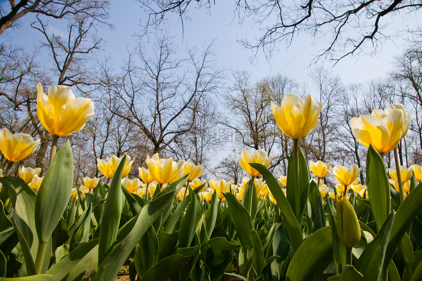 Tulips  雅普根品种花店阳光边界花园植物群栽培公园叶子场地季节图片