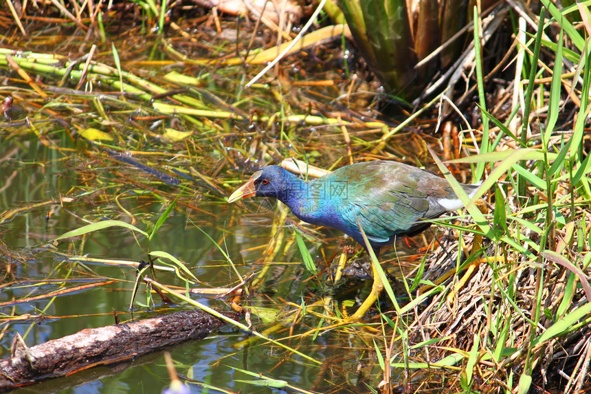 紫色加里努尔鸟类环境生态生物学水禽荒野涉水公园卟啉生物图片