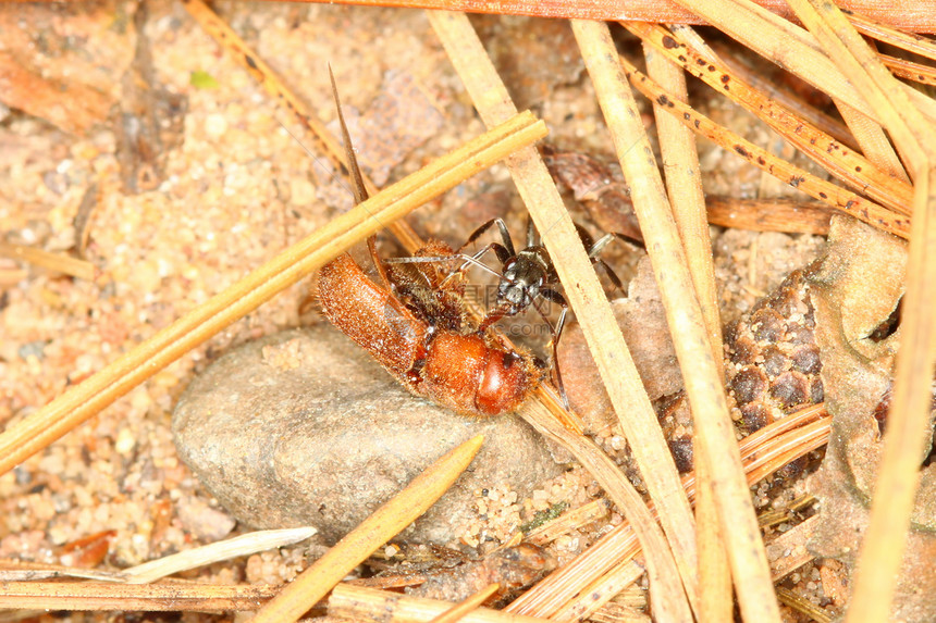 蚂蚁拖动甲虫昆虫学荒野生态臭虫环境生物学动物植被生活野生动物图片