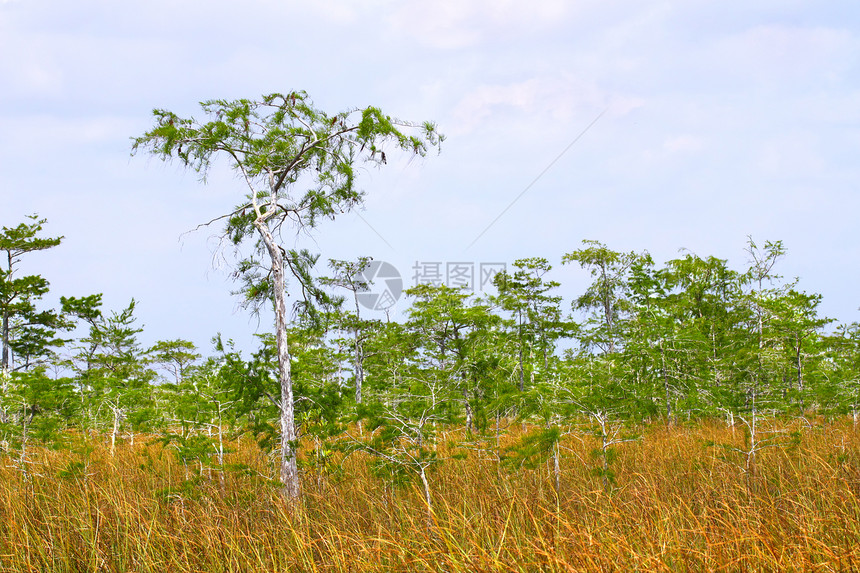 长江中的红树林公园地球栖息地国家植物植被湿地风景环境场景图片