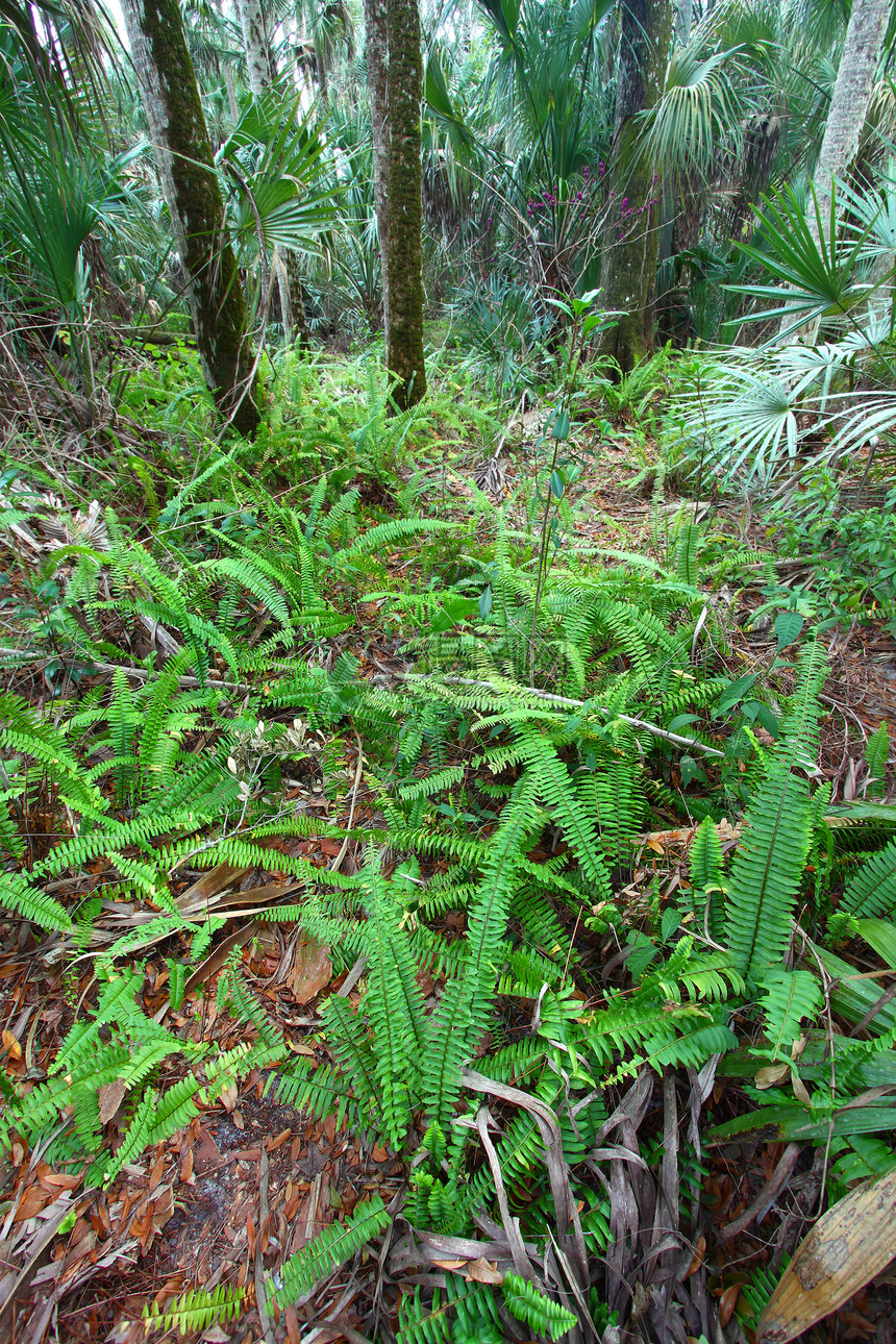 哈默克高地国家公园生态擦洗叶子栖息地绿地植物蕨类植被吊床荒野图片