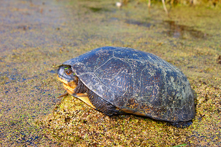 斑龟生态科学下巴威胁动物总纲疱疹沼泽生物环境高清图片