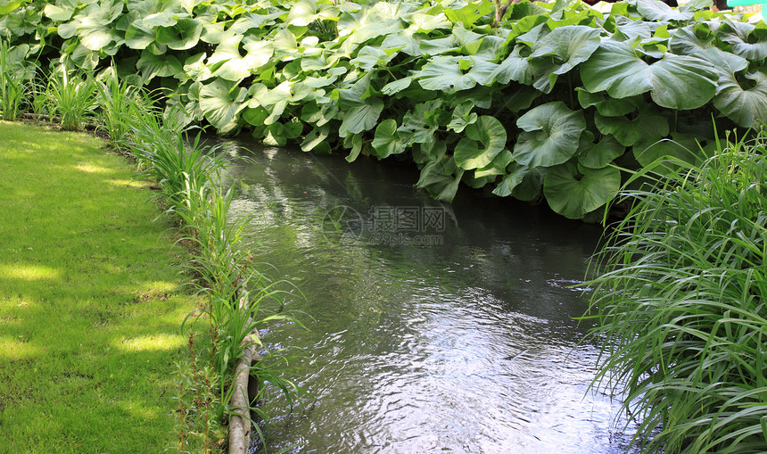 乐园中的河流植物池塘石头场景花园森林旅行叶子溪流反射图片