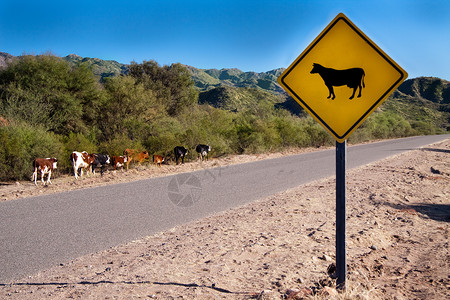 明亮的黄牛标志牌背景图片
