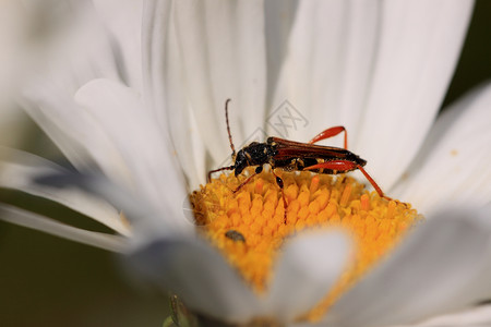 林瑙斯昆虫黄色甲虫亚麻宏观花粉红色昆虫学天线花瓣高清图片