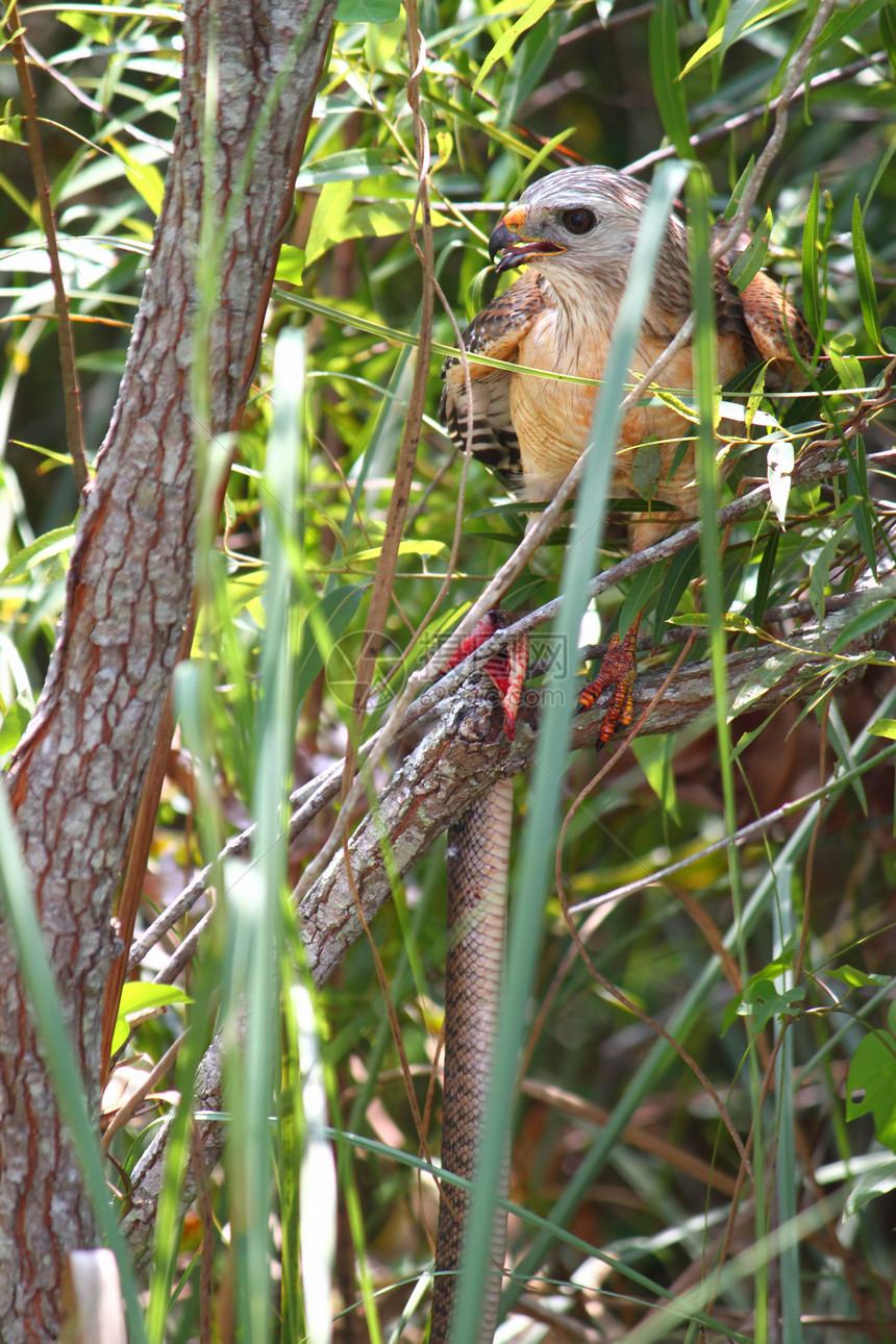 红肩鹰底栖等式环境生态猎物羽毛线条沼泽地爬虫国家公园植被图片