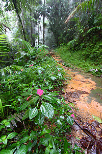 蒙托罗雨林之路波多黎各资源领土踪迹森林热带植被栖息地生态里科植物背景