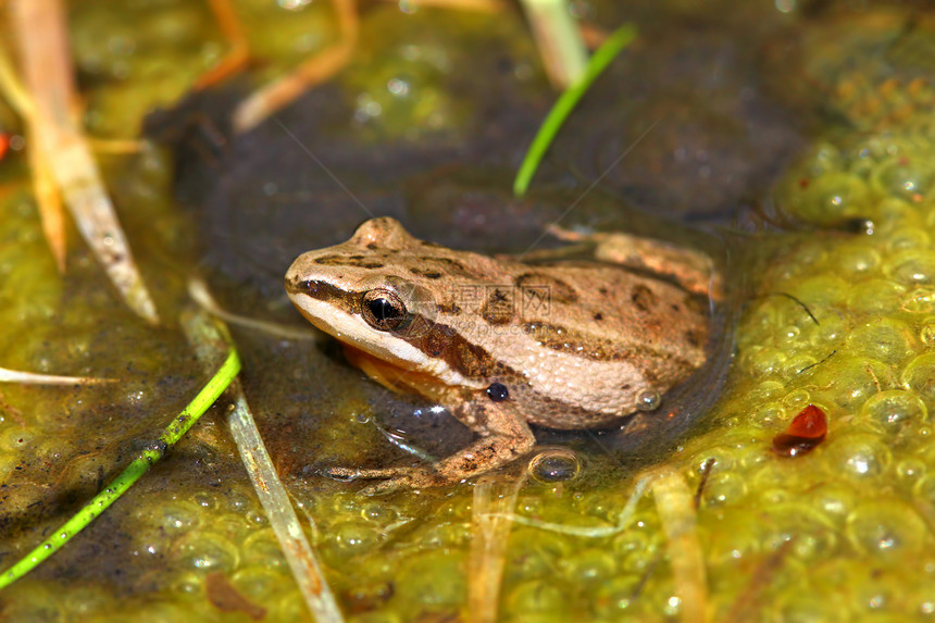 西部合唱青蛙三新星环境两栖疱疹动物群生活动物湿地生物学生物野生动物图片