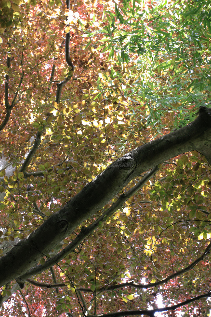 黄青铜 树顶树木公园橡木季节场景草地阴影城市环境农村图片