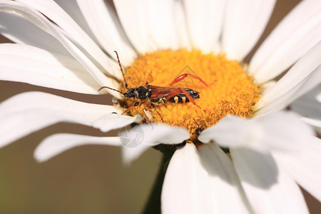 林瑙斯黄色天线生态动物昆虫甲虫昆虫学宏观花瓣红色高清图片