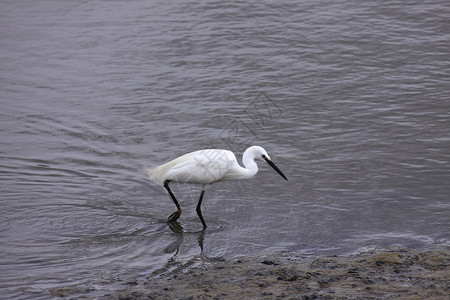 小白鹭野生动物滨鸟钓鱼水禽湿地海鸟环境移民荒野高清图片