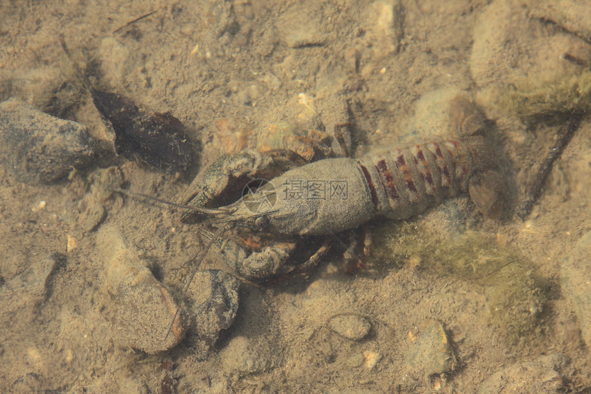 在其自然环境 水中出现龙虾尾巴异国午餐美食溪流情调眼睛野生动物天线螃蟹图片