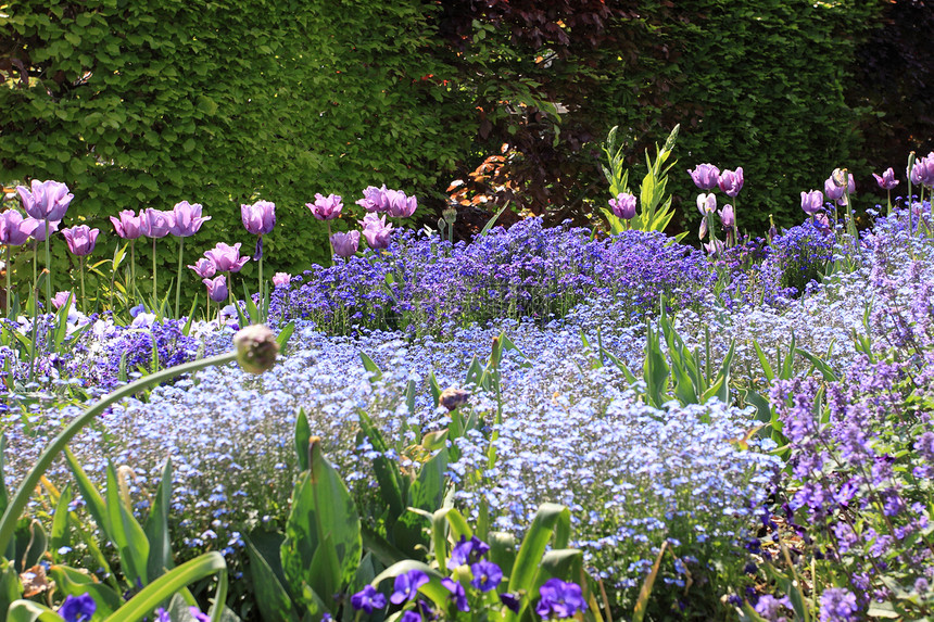 春天的花园晴天公园花瓣蓝色农村花朵院子植物群植物草地图片