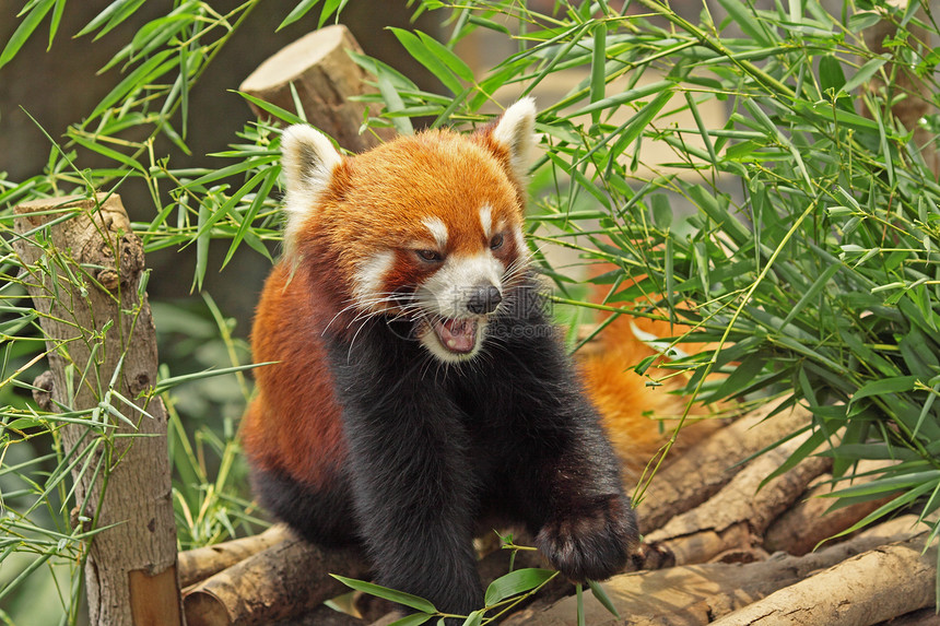 红熊猫濒危叶子哺乳动物动物热带野生动物树干毛皮生活环境图片