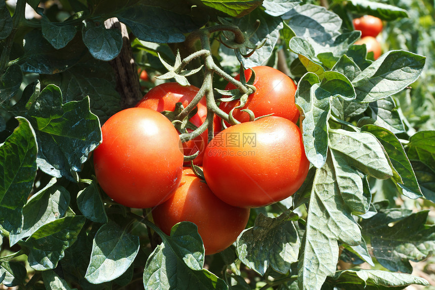 番茄厂食物水果花园生长农场温室植物叶子园艺蔬菜图片