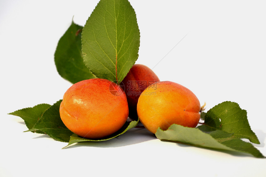 香辣的杏汁黄色素食主义者生长食物收成维生素桃子绿色植物李子图片