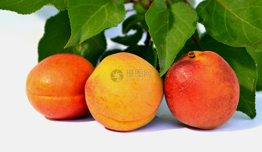 香辣的杏汁素食主义者食物植物李子生长收成维生素黄色绿色红色图片