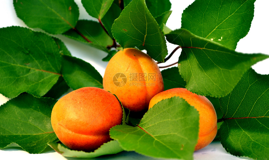 香辣的杏汁红色植物收成生长维生素素食主义者绿色李子黄色食物图片