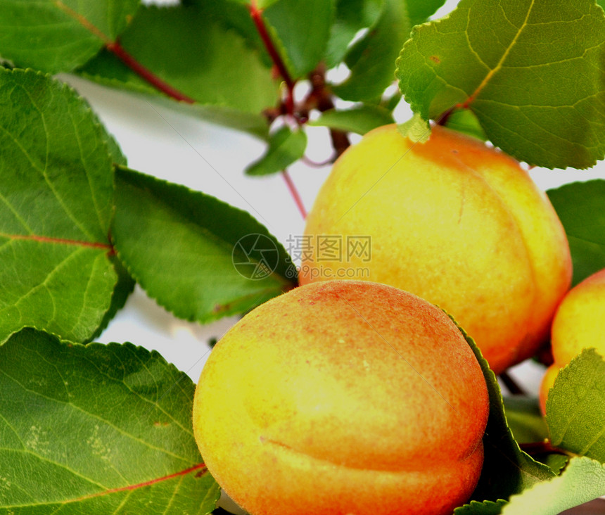 香辣的杏汁绿色李子生长红色黄色植物桃子食物素食主义者收成图片