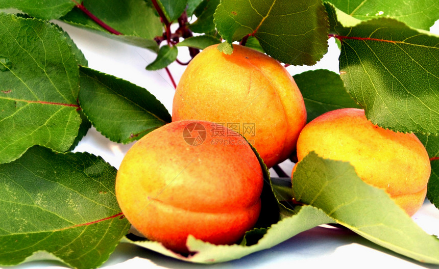 香辣的杏汁生长收成植物维生素素食主义者桃子李子黄色红色绿色图片