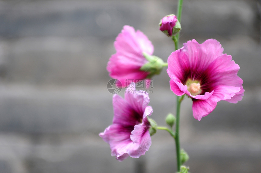 霍利霍克花花图片