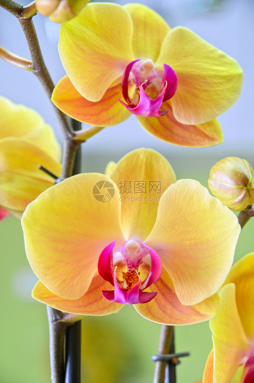 黄色兰花缝合花束植物学热带礼物花瓣宏观美丽展示植物群花园图片
