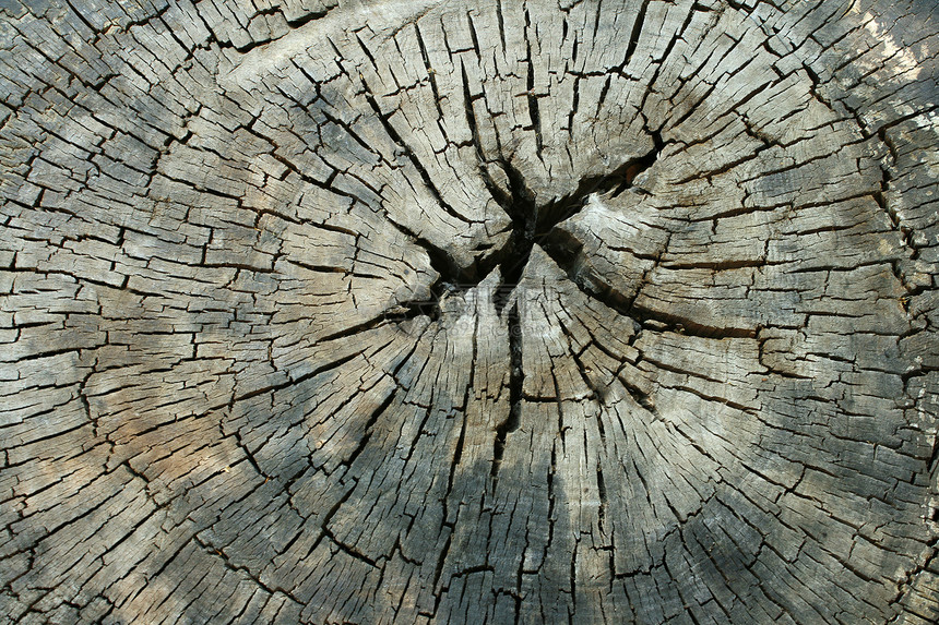 木头年轮材料侵蚀屁股日志树桩粮食树干生长戒指图片