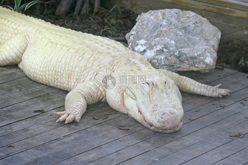 白色短鳄岩石危险牙齿动物园荒野木头微笑爬虫野生动物眼睛图片