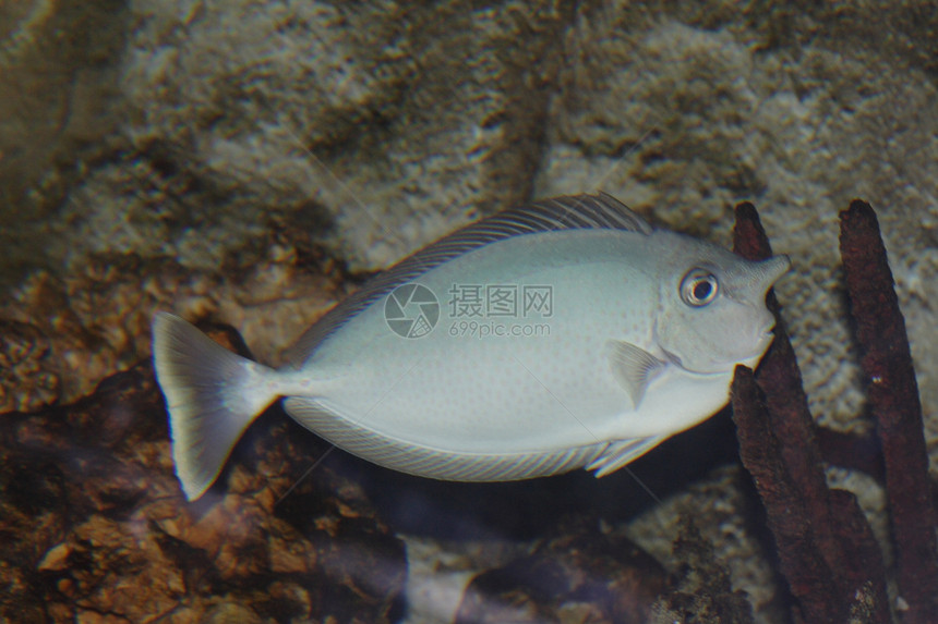 热带热带鱼类异国海滨生活珊瑚情调海洋水族馆动物群潜水钓鱼图片