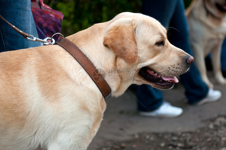 寻回狗狗伴侣头发毛皮朋友血统展示羊毛眼睛猎犬哺乳动物图片