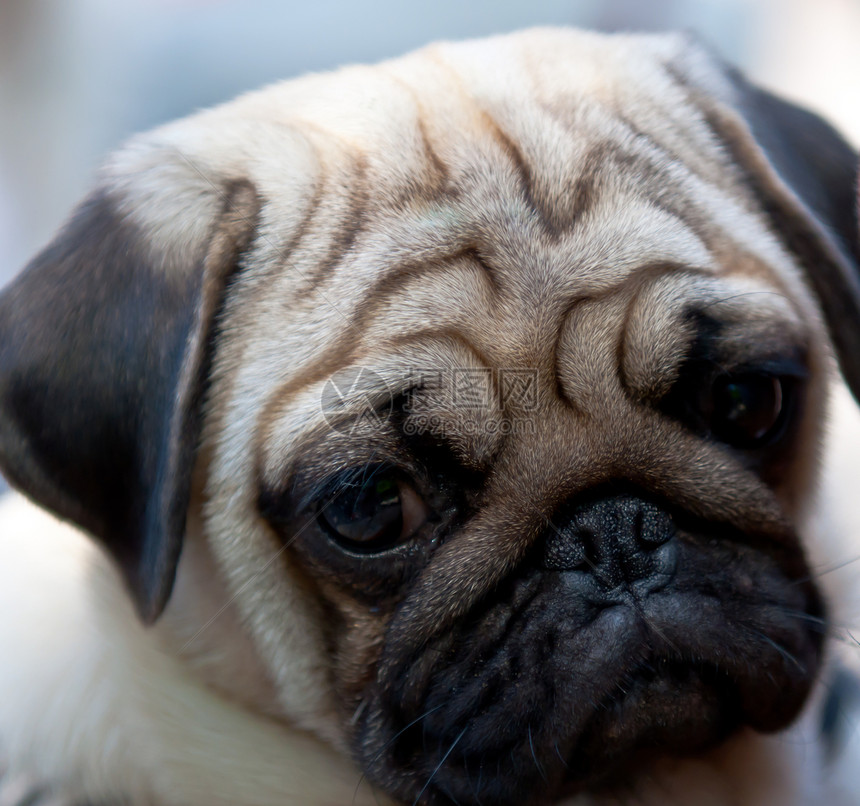 哈巴狗犬类宠物小狗哺乳动物眼睛毛皮哈巴狗图片