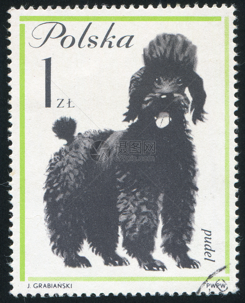 贵宾犬信封古董毛皮历史性集邮邮戳邮件哺乳动物明信片犬类图片