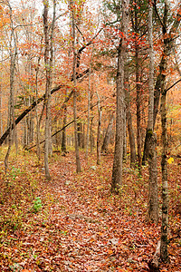 通过秋季森林的路径踪迹季节场景树叶小路树木环境背景图片
