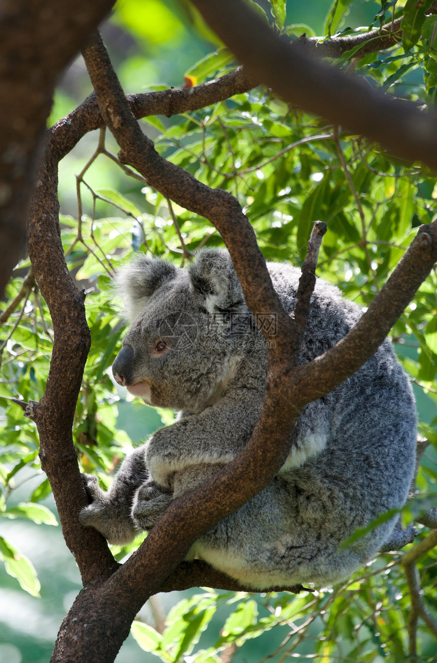在一棵树上唱着澳洲的卡拉栖息地哺乳动物野生动物图片