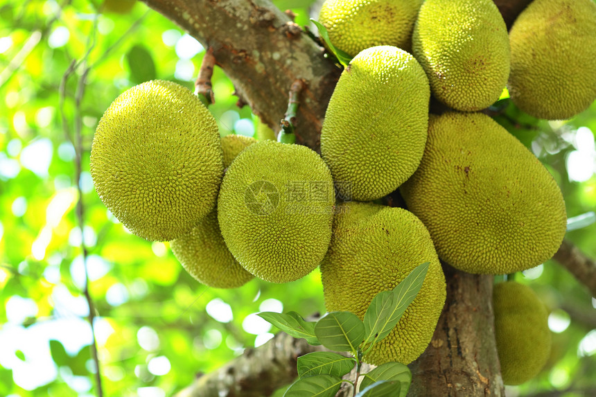 杰克水果美食热带菠萝蜜黄色气候生长绿色韧性图片