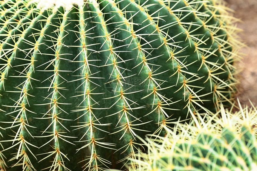 仙人掌特写金子植物生活沙漠地球植物学危险花园叶子脊柱图片